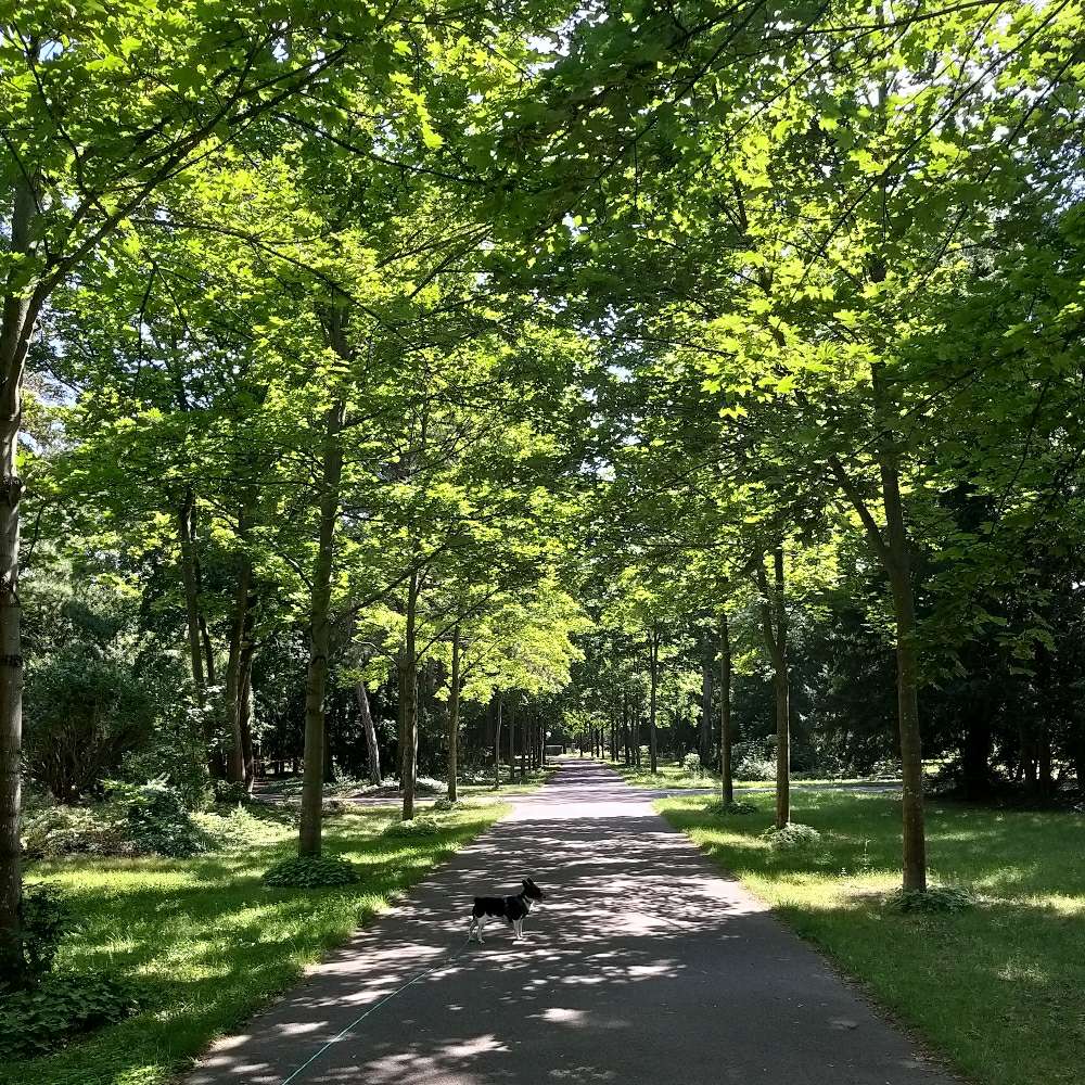 Hundetreffen-Gassirunde Stadtfeld West-Profilbild