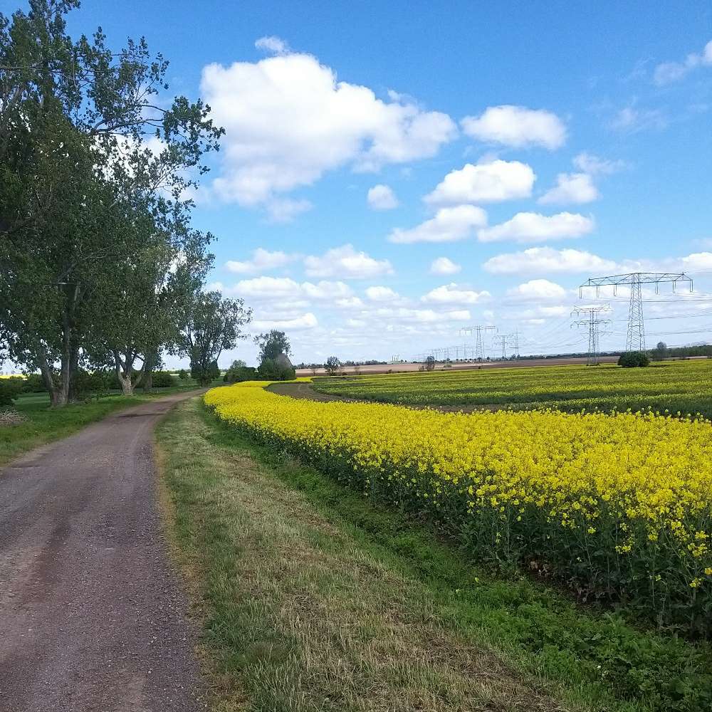 Hundetreffen-Gassirunde bei Hohenswarsleben-Profilbild