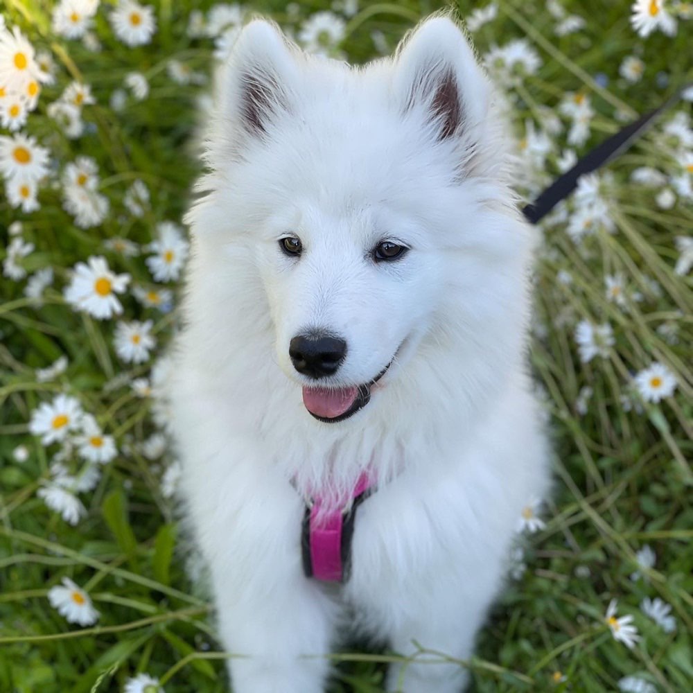 Hundetreffen-Welpentreff-Profilbild