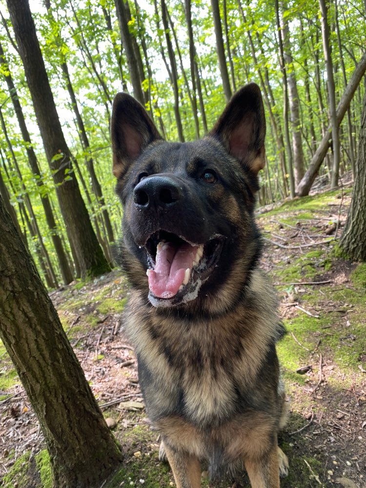 Hundetreffen-Gassi- & Spieletour-Profilbild