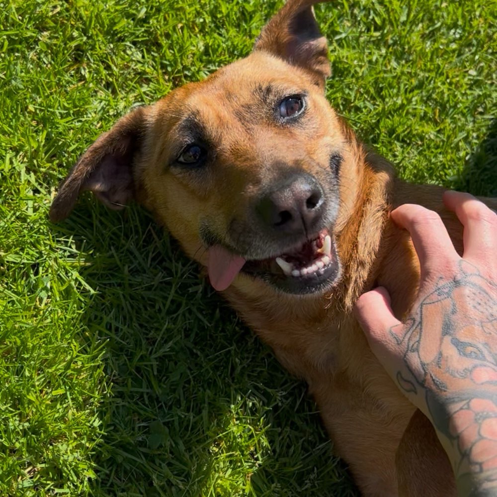 Hundetreffen-Gassirunde auf der Hardt - Möglichkeit zum Spielen und Kennenlernen-Profilbild