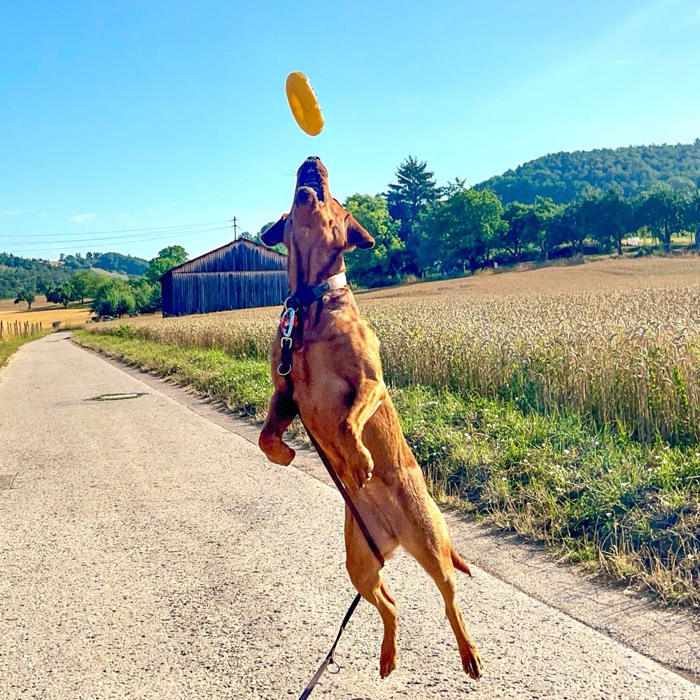 Hundetreffen-Spazieren/ spielen-Profilbild