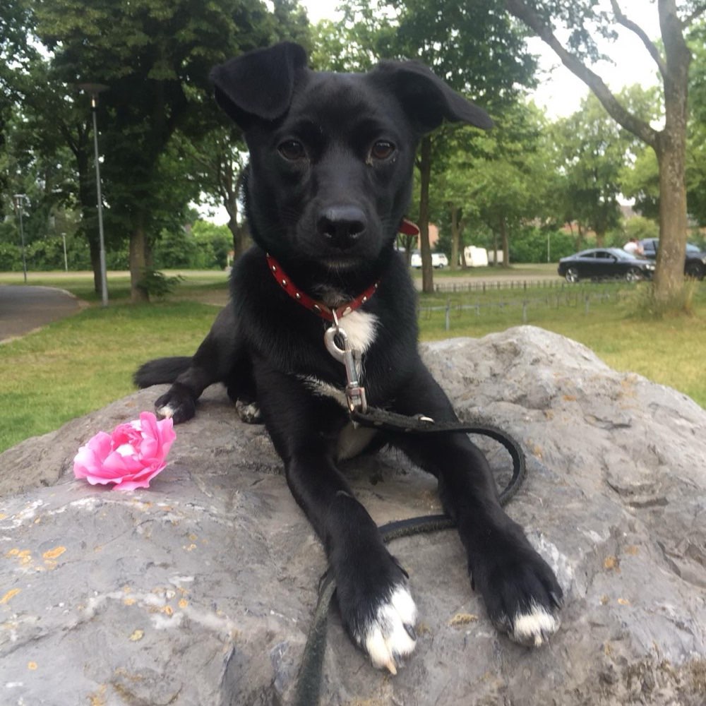 Hundetreffen-Gassi gehen / Sozialisierung / Training / Spielerunde etc-Profilbild