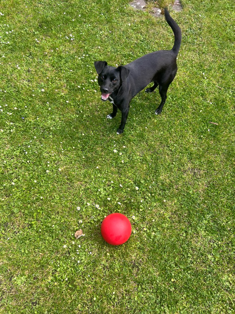 Hundetreffen-Gemeinsames spazieren gehen:)-Profilbild