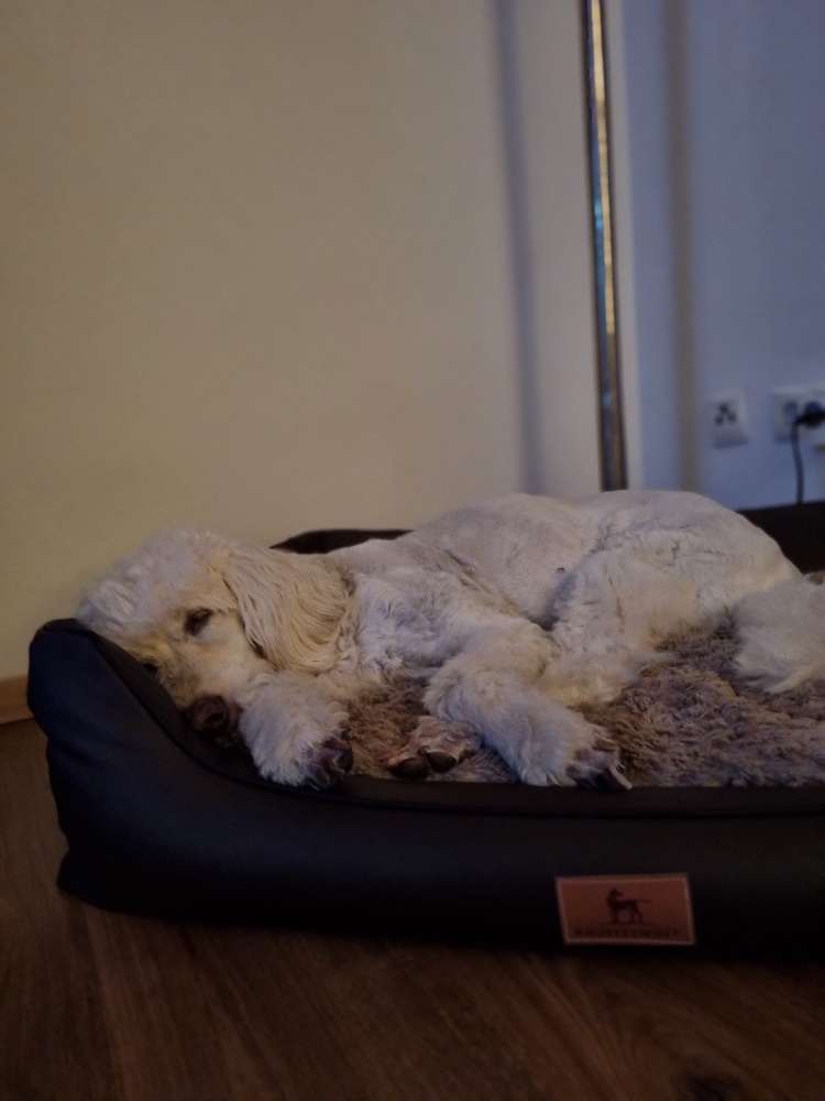 hund auf sofa Flauschiges Hundebett fr dein Sofa  Komfort & Schutz entdecken