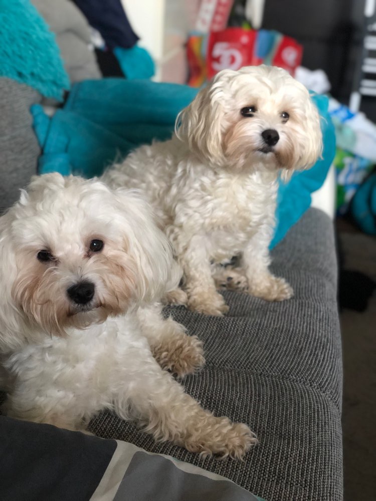 Hundetreffen-Play Date in Bad Oldesloe-Profilbild