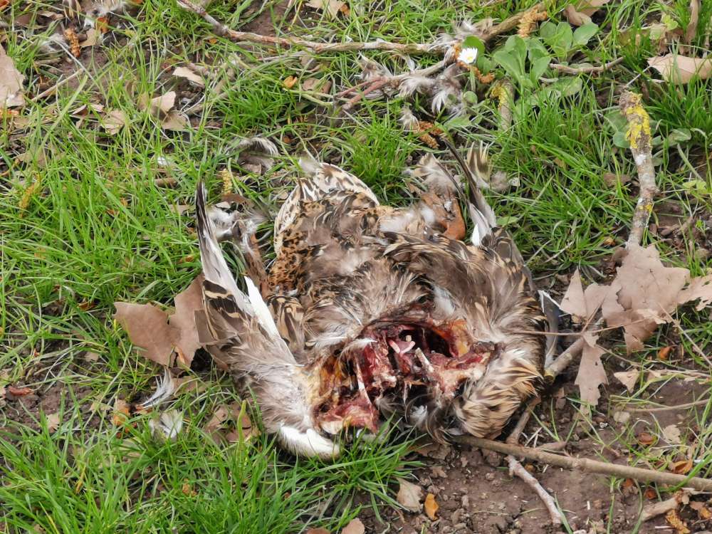 Giftköder-Geköpfter Enten Kadaver-Profilbild