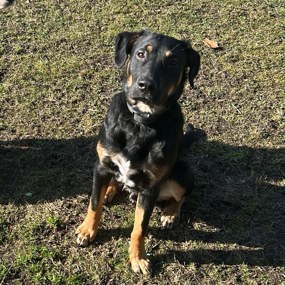 Hundetreffen-Suche Welpen in meinem Alter zum spielen-Profilbild
