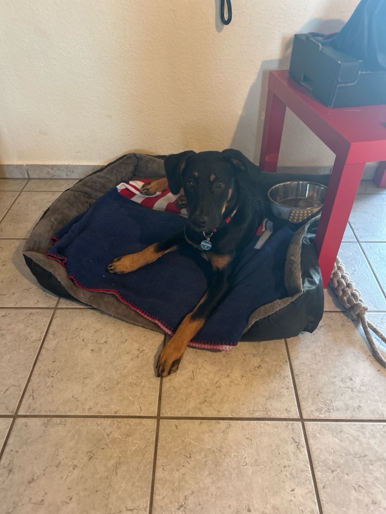 Hundetreffen-Suche Welpen in meinem Alter zum spielen-Profilbild