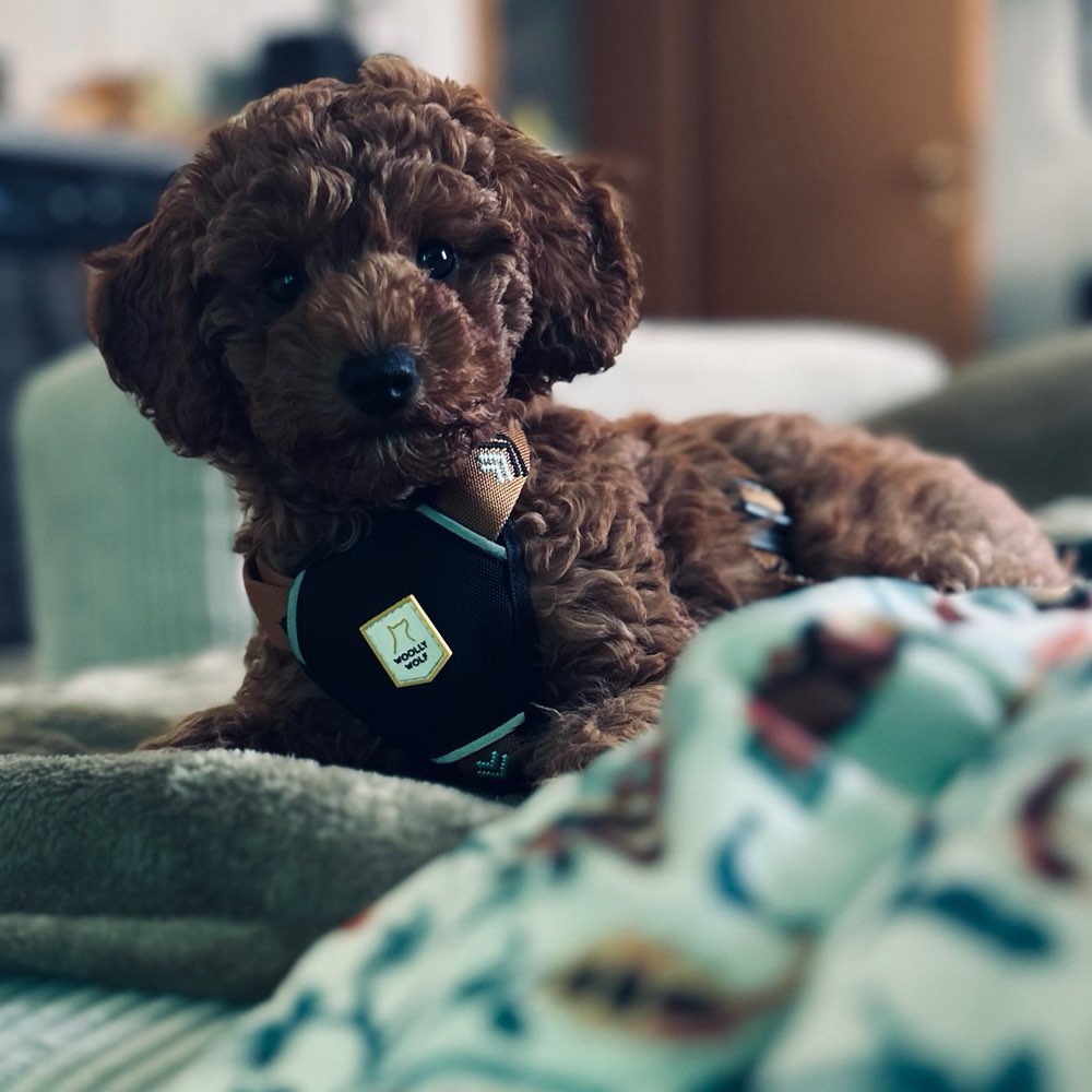 Hundetreffen-Wir suchen zum sozialisieren Spielkameraden in Schwerin & Umgebung-Profilbild