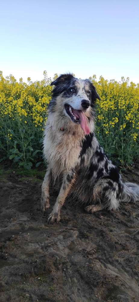 Hundetreffen-Spielfreude/Gassirunde-Profilbild
