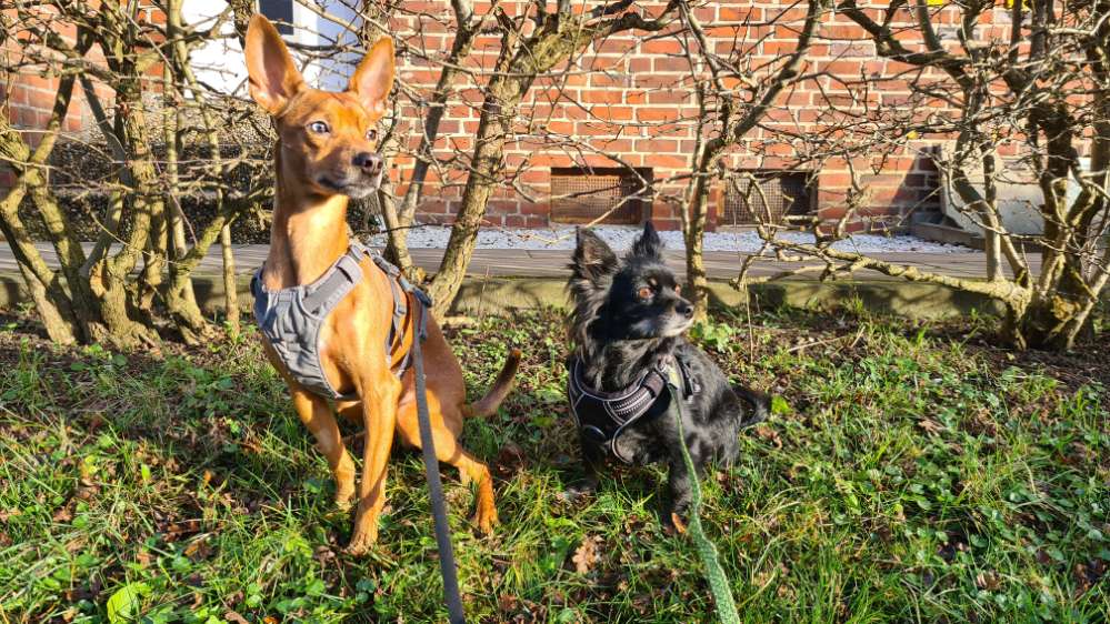 Hundetreffen-Gemeinsame Spaziergänge-Profilbild