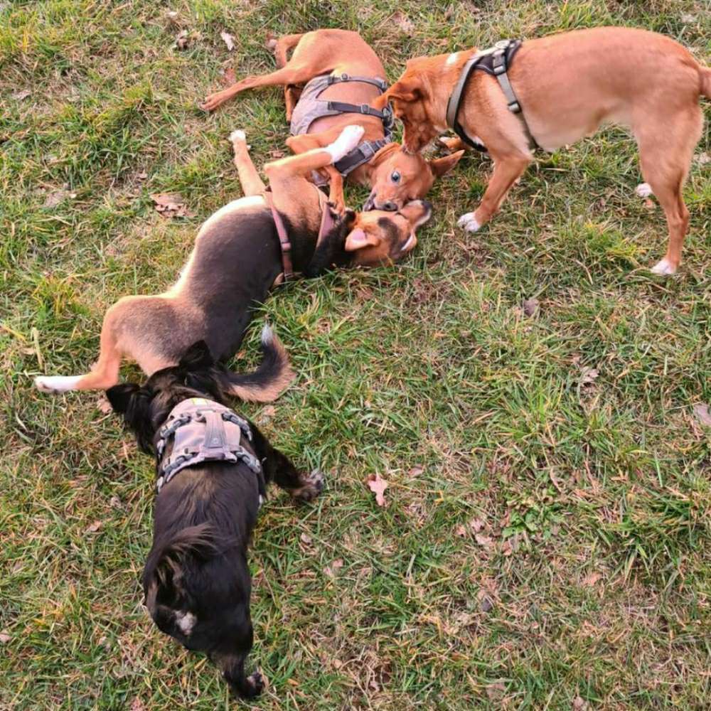 Hundetreffen-Kleinhundetreffen-Profilbild