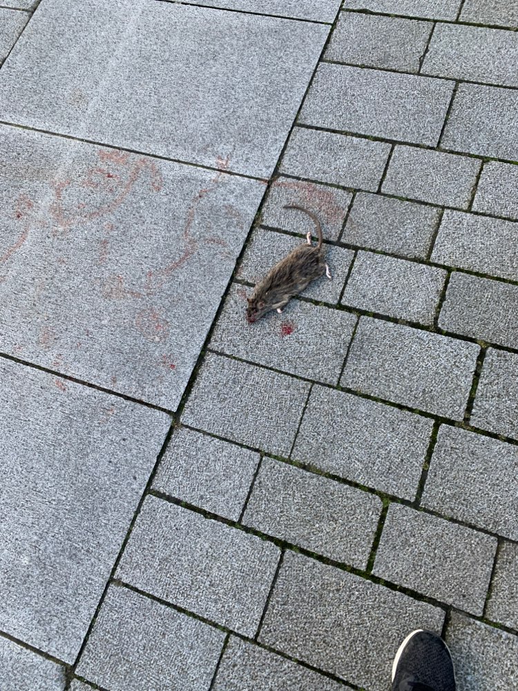 Giftköder-Tote Ratte-Profilbild
