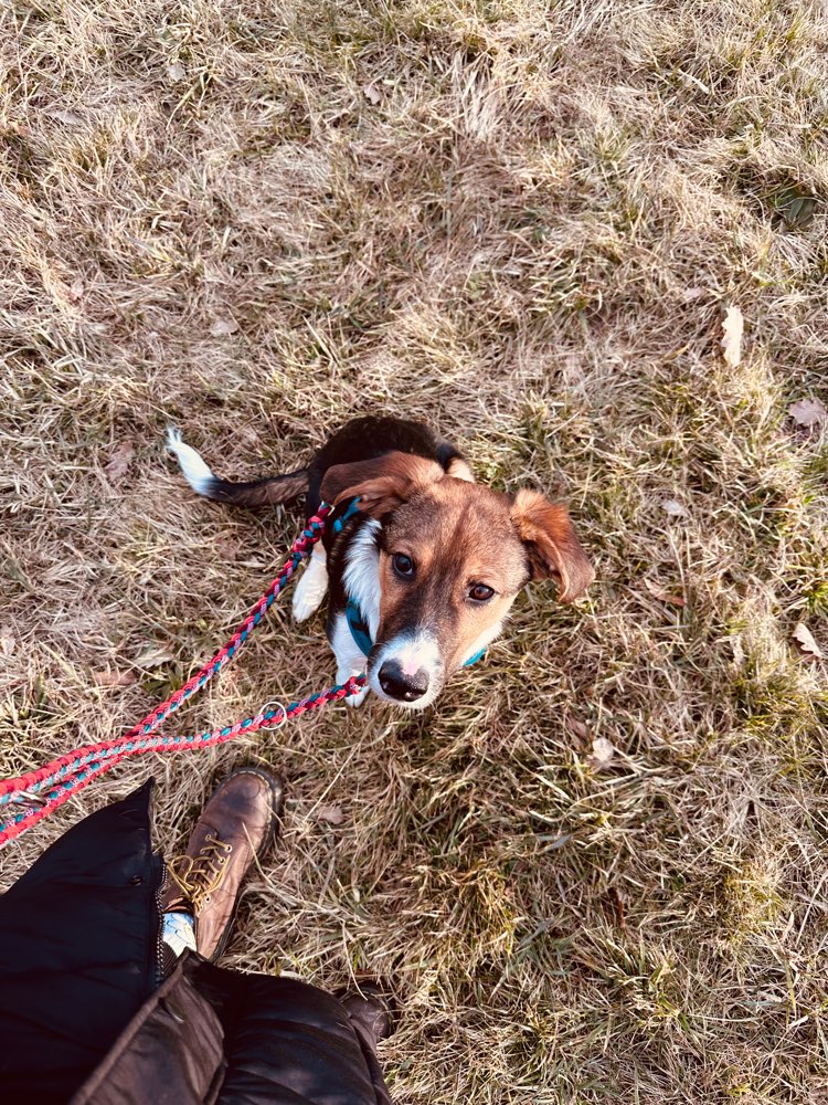 Hundetreffen-Treffen zum Spielen und Gassi gehen-Profilbild
