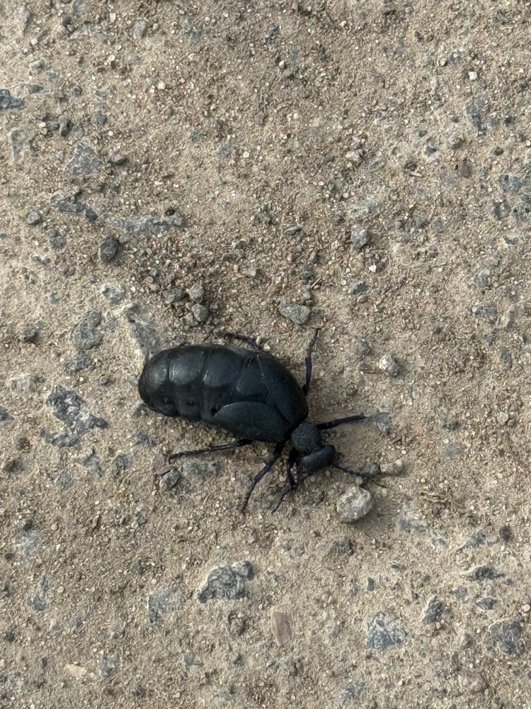 Giftköder-Ölkäfer-Profilbild