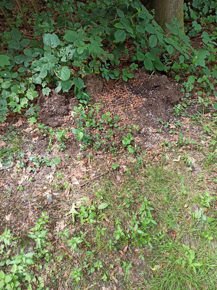 Giftköder-Möglicher Giftköder-Profilbild