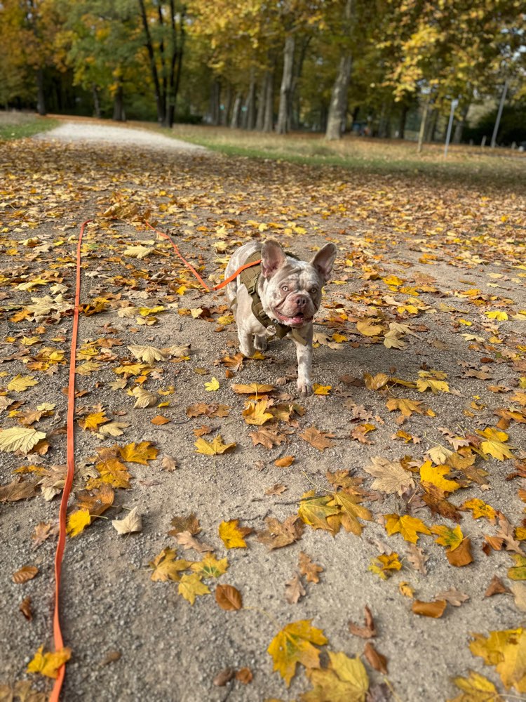 Hundetreffen-Suche Spielkameraden-Profilbild