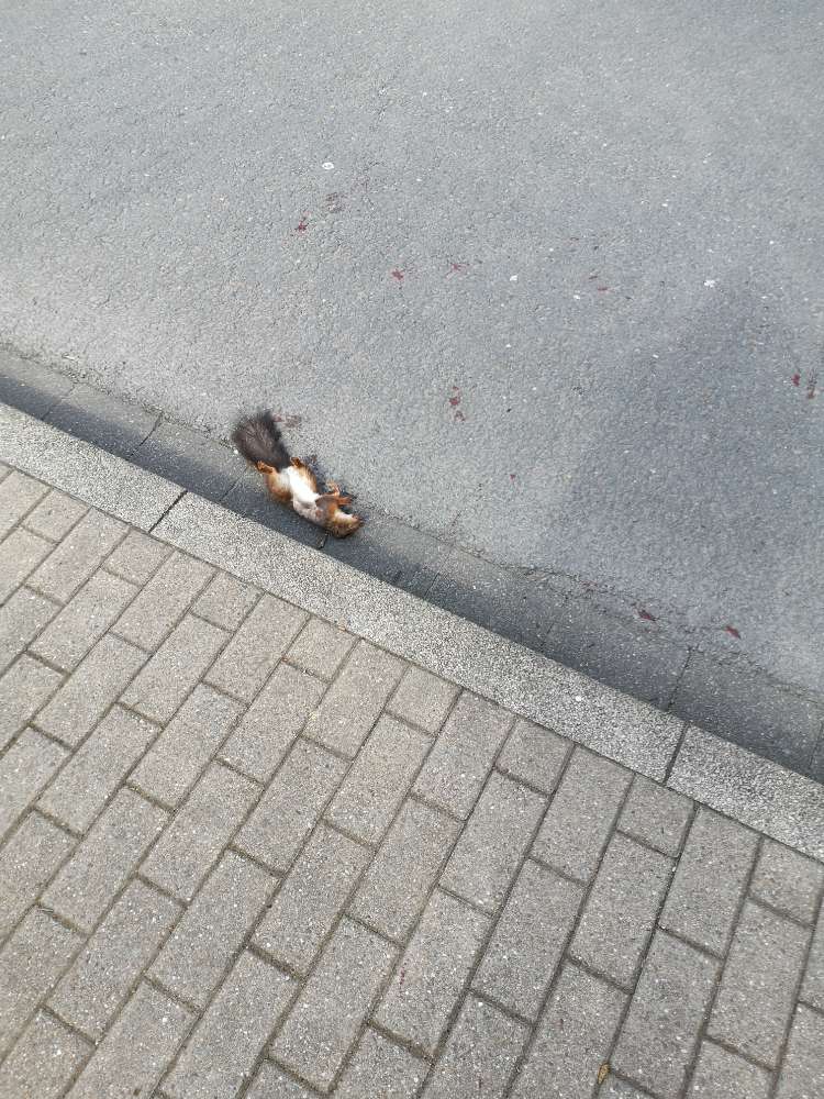 Giftköder-Tier Kadaver-Profilbild