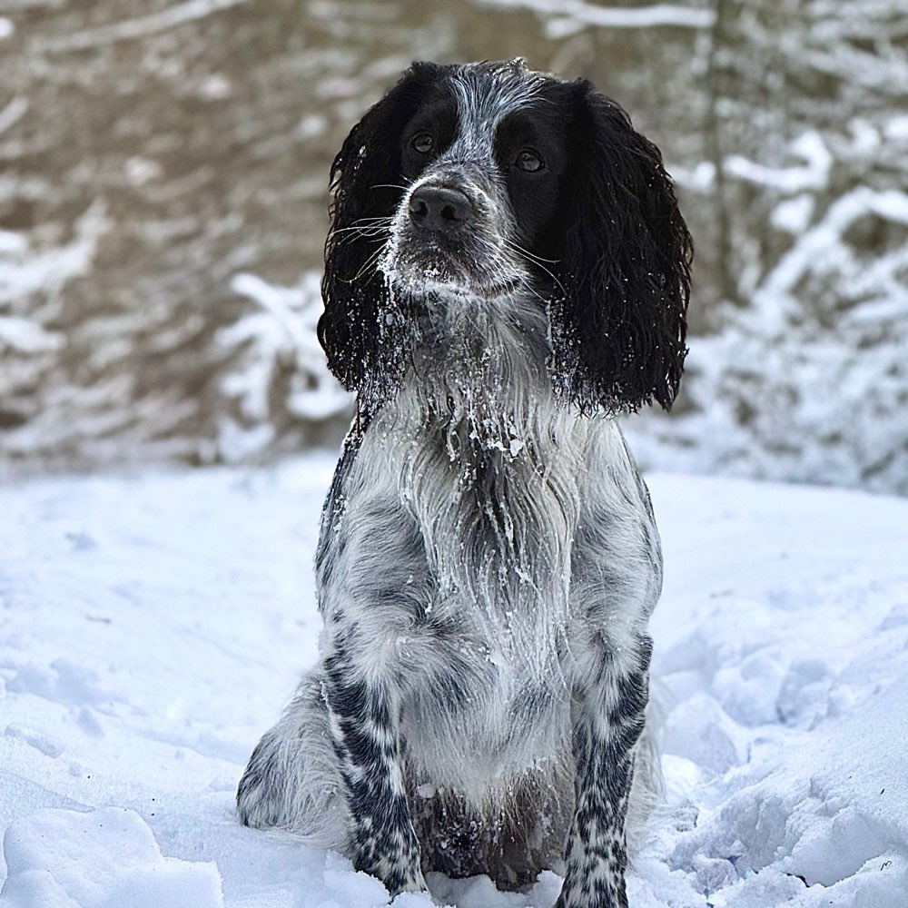 Hundetreffen-Treffen, Social Walk - netter Hund gesucht-Profilbild