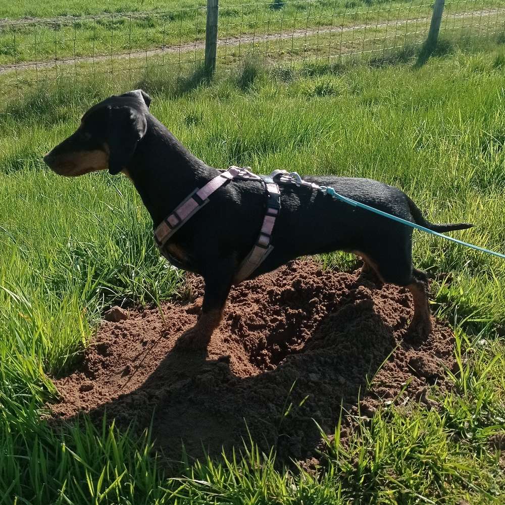 Hundetreffen-Dackeltreffen Oldenburg und umzu-Profilbild