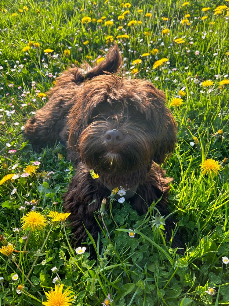 Hundetreffen-Spielpartner gesucht-Profilbild