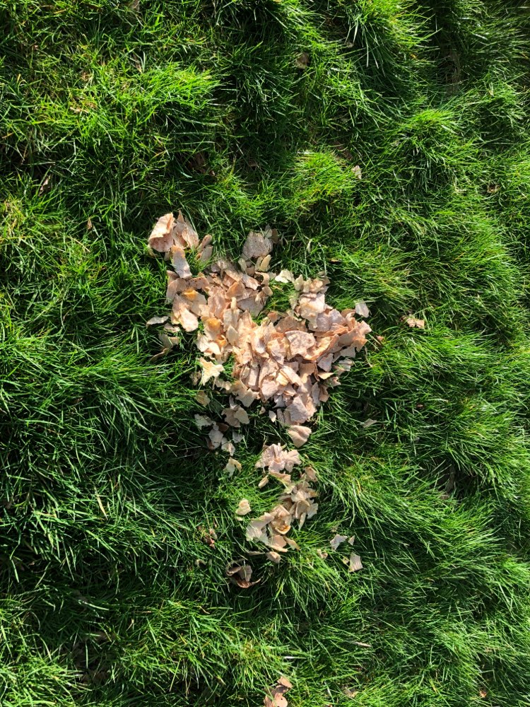 Giftköder-Ausgelegte Wurststücke-Profilbild