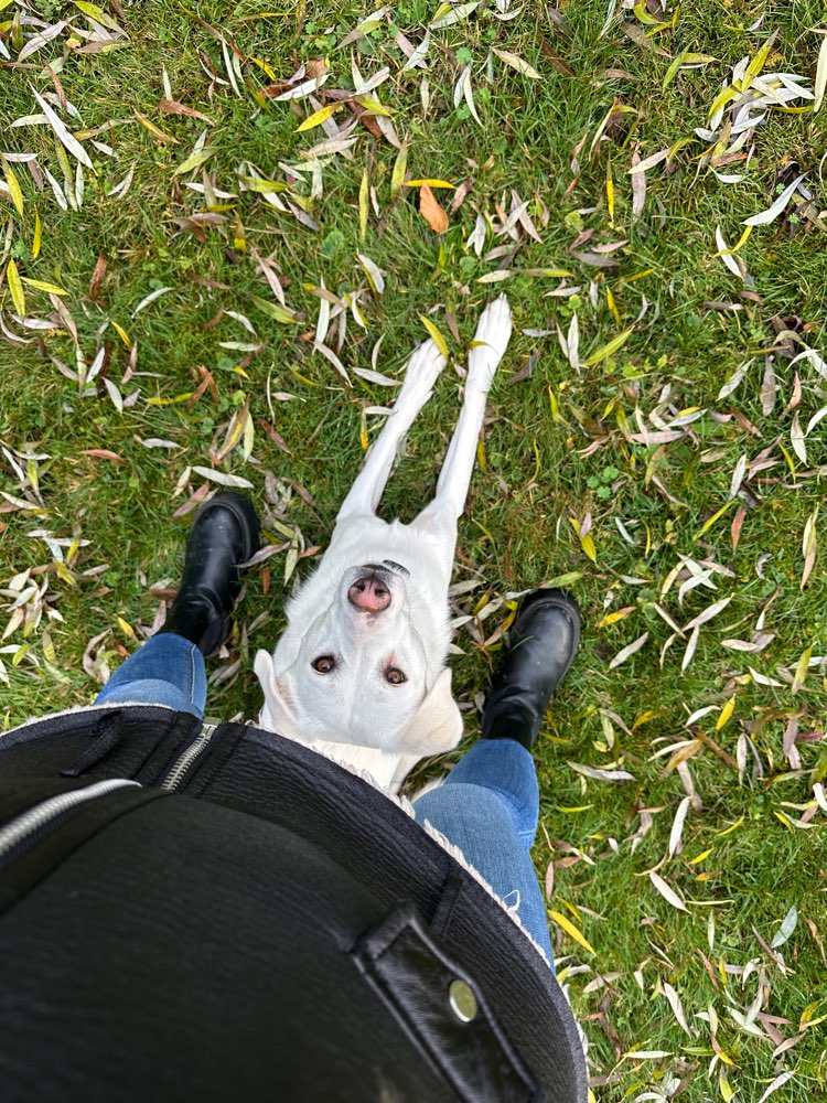 Hundetreffen-🐾 Spielpartner gesucht!-Profilbild