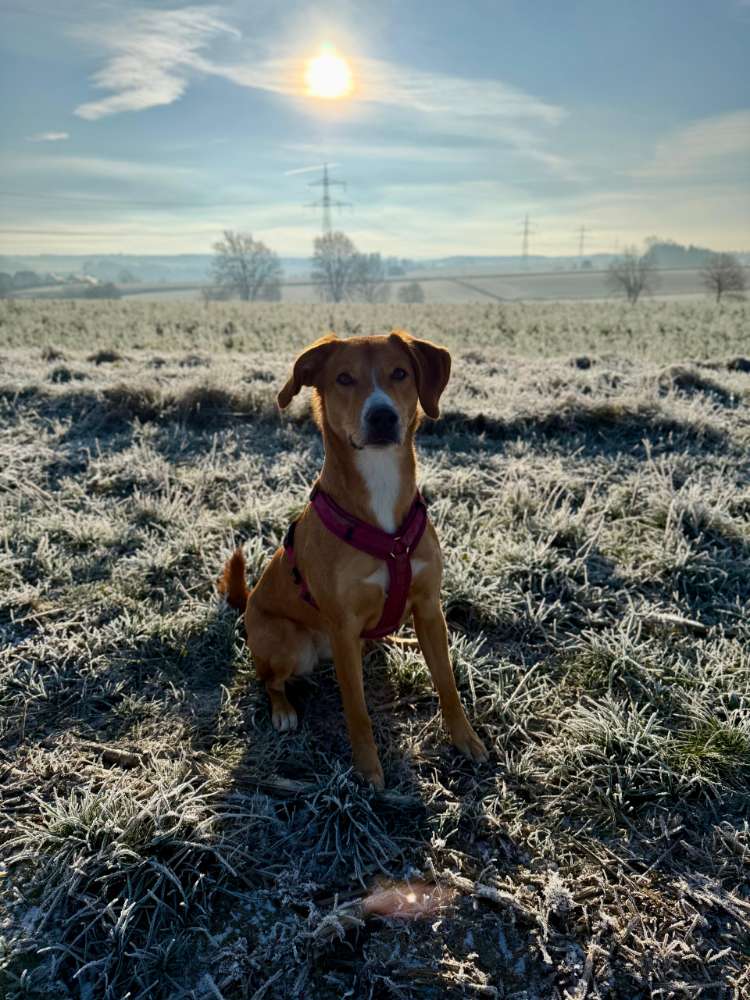 Hundetreffen-Gassi gehen-Profilbild