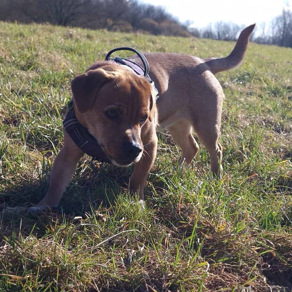 Hundetreffen-Spielpartner gesucht-Profilbild