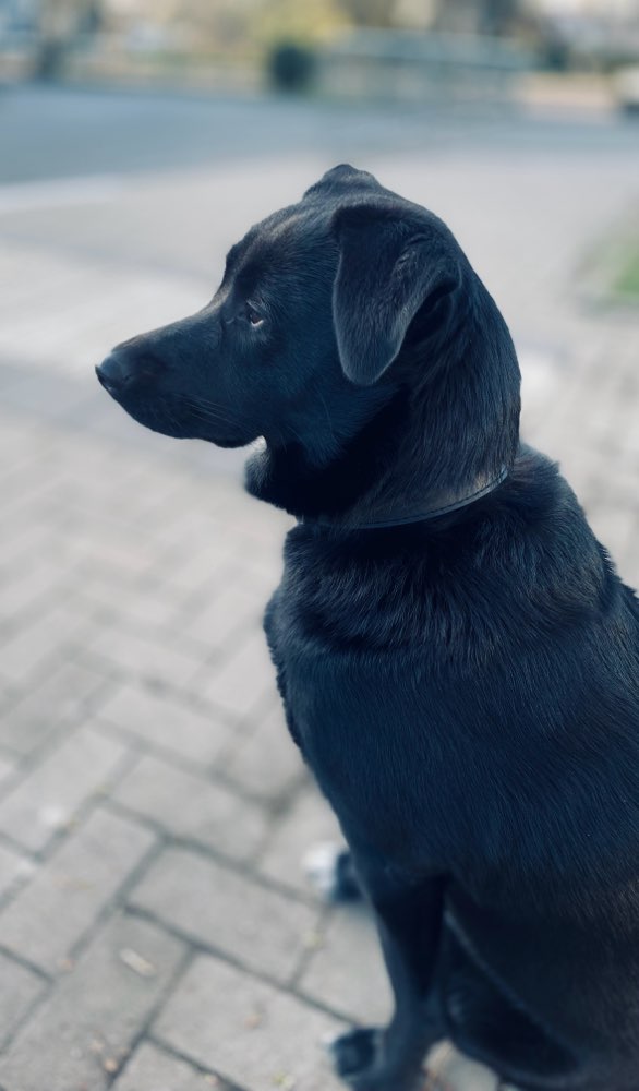 Hundetreffen-Spielen u Freunde finden     🐾💙🐾-Profilbild