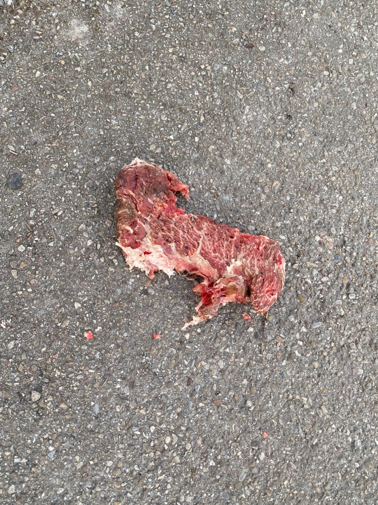 Giftköder-Rohes Fleisch - evtl. Giftköder-Profilbild