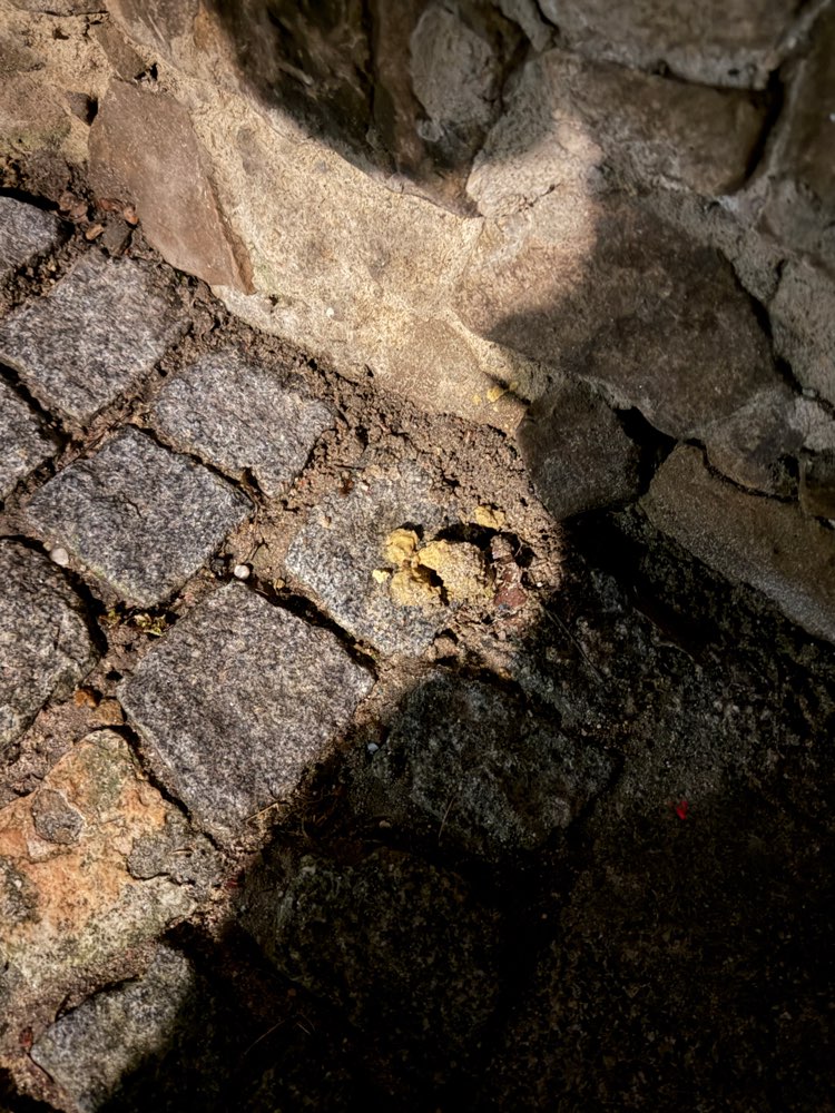 Giftköder-Eventuell Gift-Profilbild