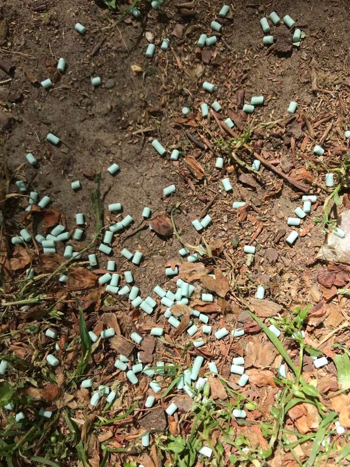 Giftköder-Köder mit Nägeln-Profilbild