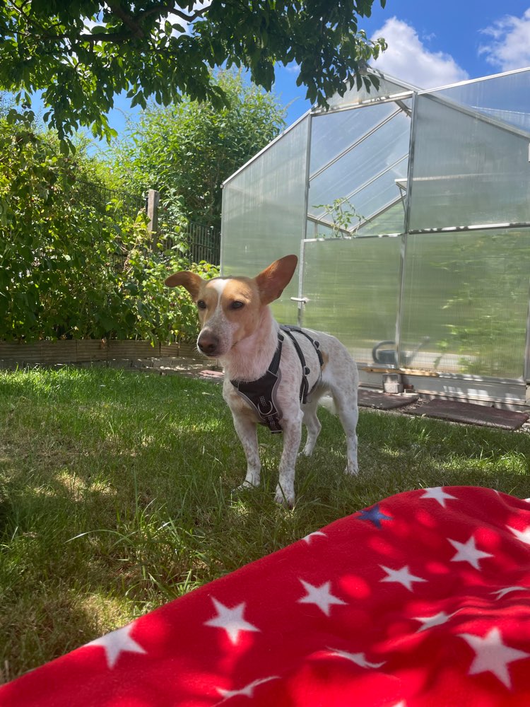 Hundetreffen-Spielfreund gesucht 🐶-Profilbild