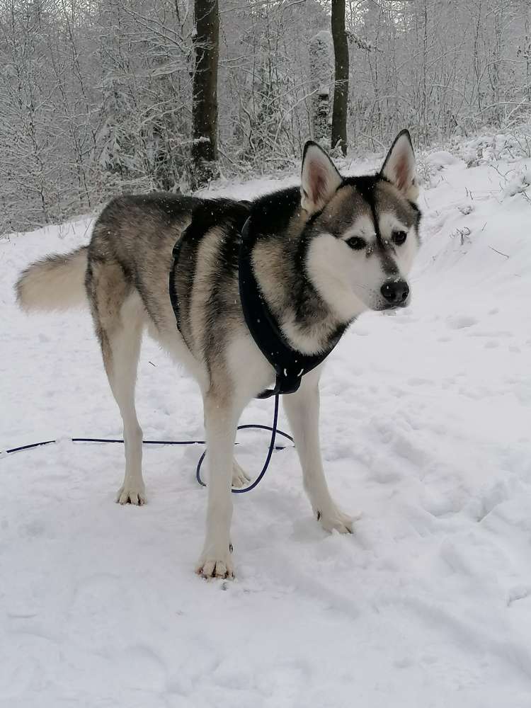 Hundetreffen-Infospaziergang Ätherische Öle-Profilbild