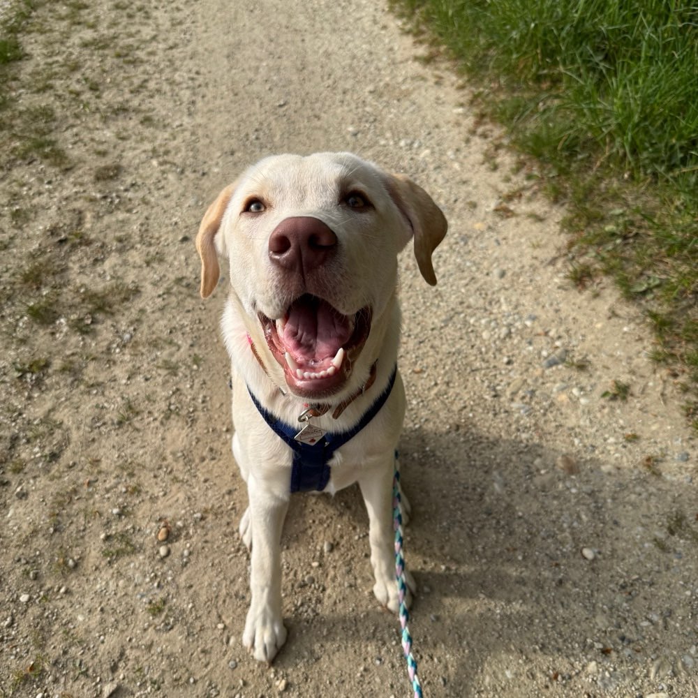 Hundetreffen-Hundekontakte-Profilbild