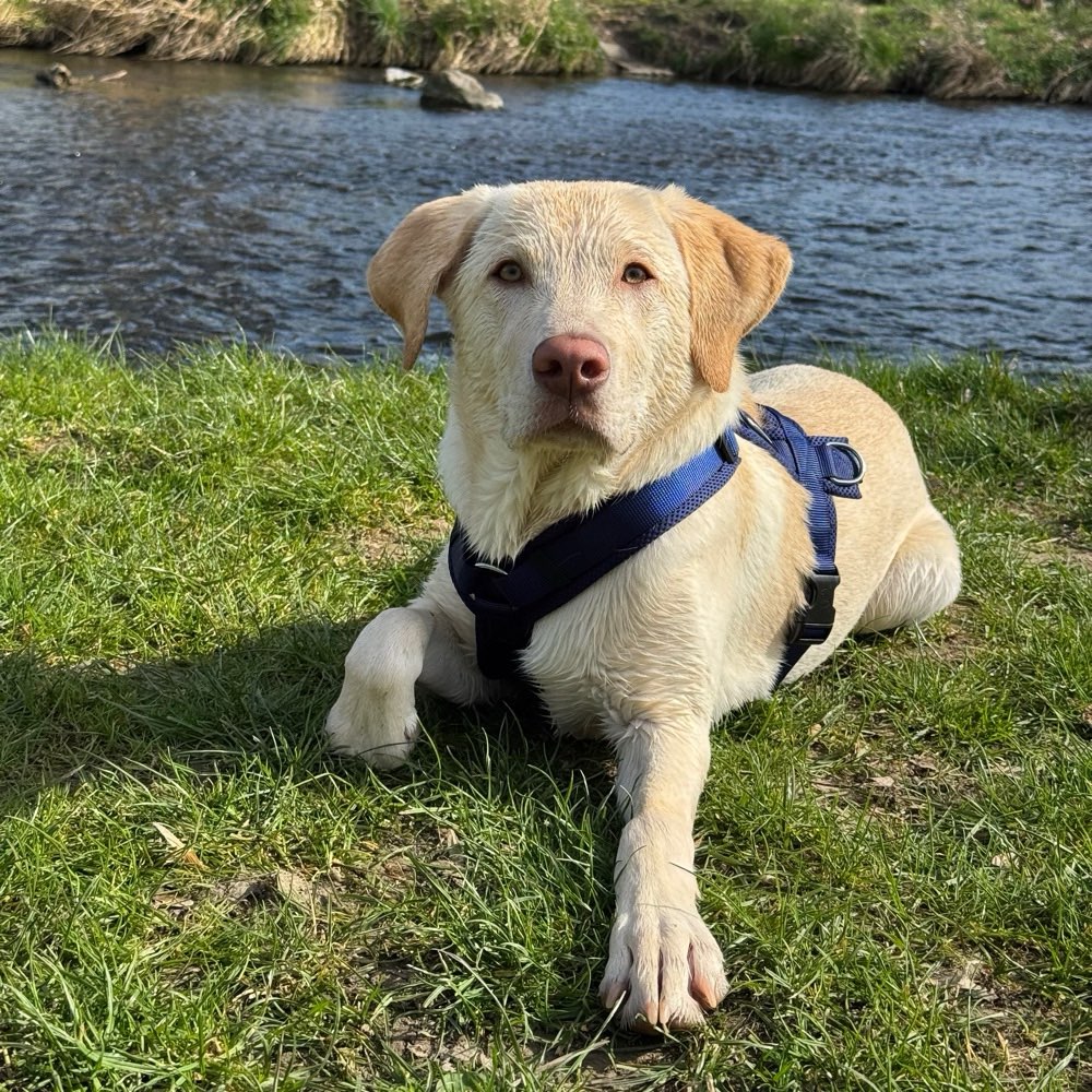 Hundetreffen-Hundetreffen-Profilbild