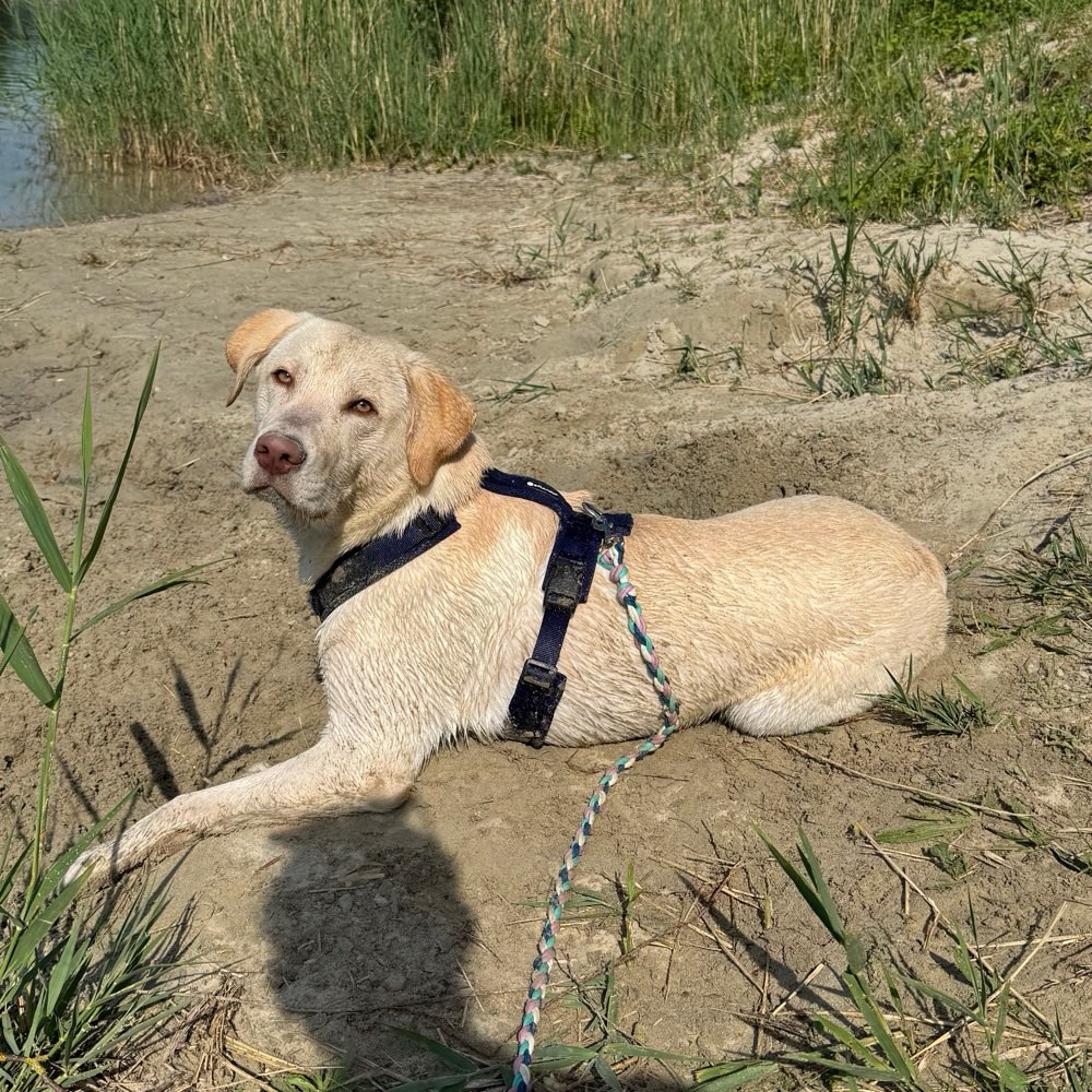 Hundetreffen-Hundekontakte-Profilbild