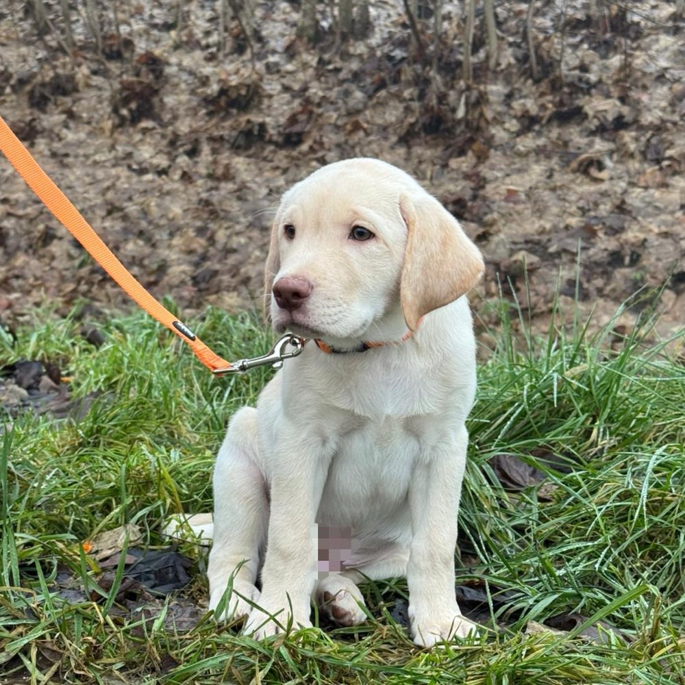 Hundetreffen-Welpentreffen-Profilbild
