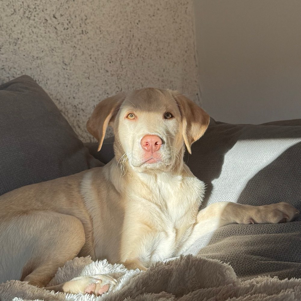 Hundetreffen-Hundetreffen-Profilbild