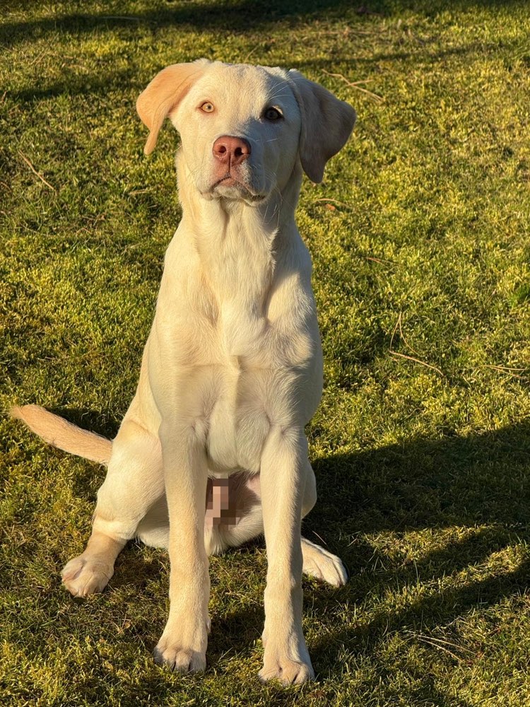 Hundetreffen-Hundetreffen-Profilbild