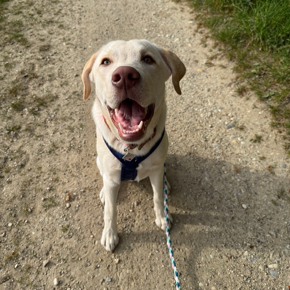 Hundetreffen-Hundetreffen-Profilbild