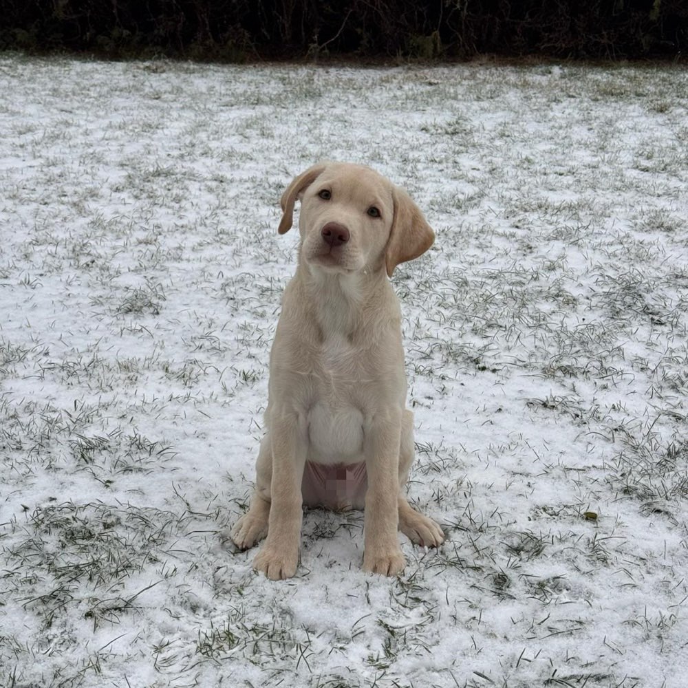 Hundetreffen-Welpentreffen-Profilbild