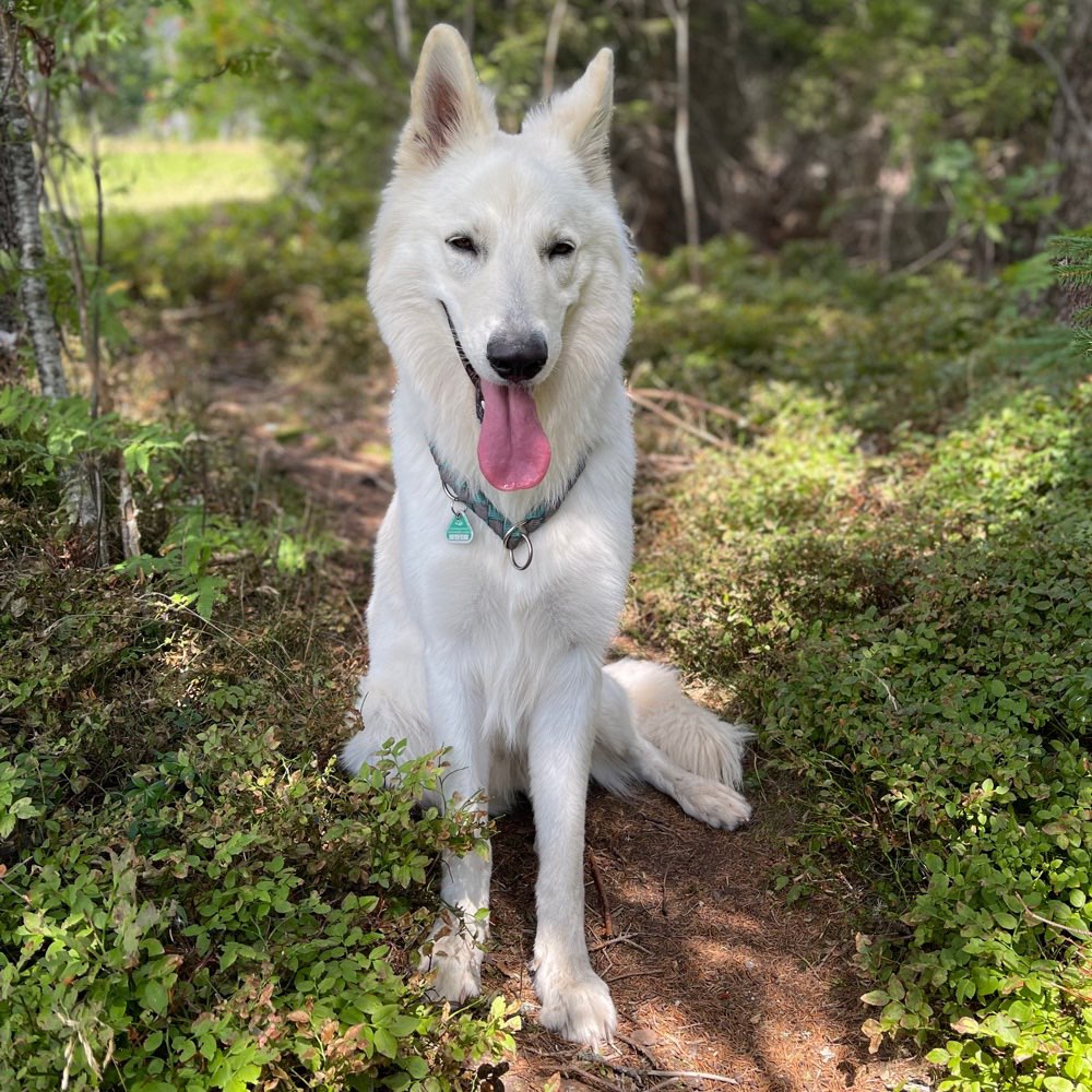Hundetreffen-Toben in Kirchheimbolanden-Profilbild
