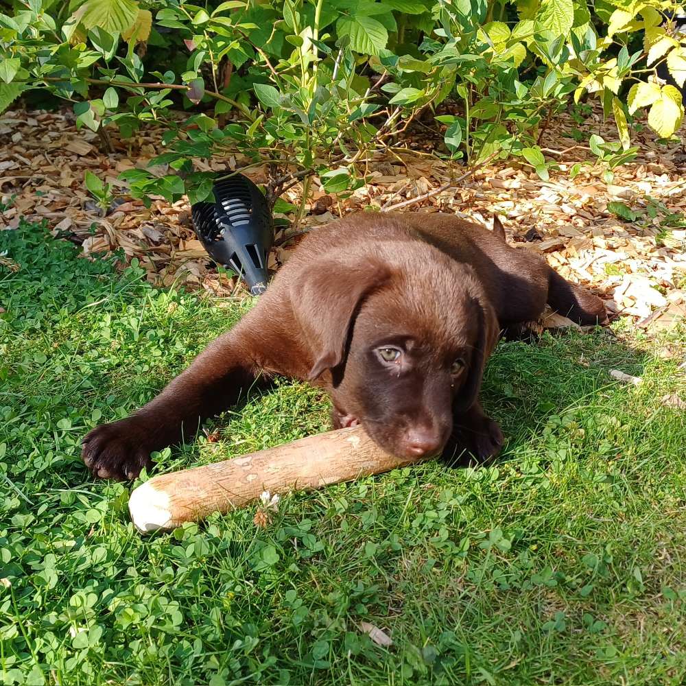 Hundetreffen-Labradormixwelpe sucht Spielkameraden-Profilbild