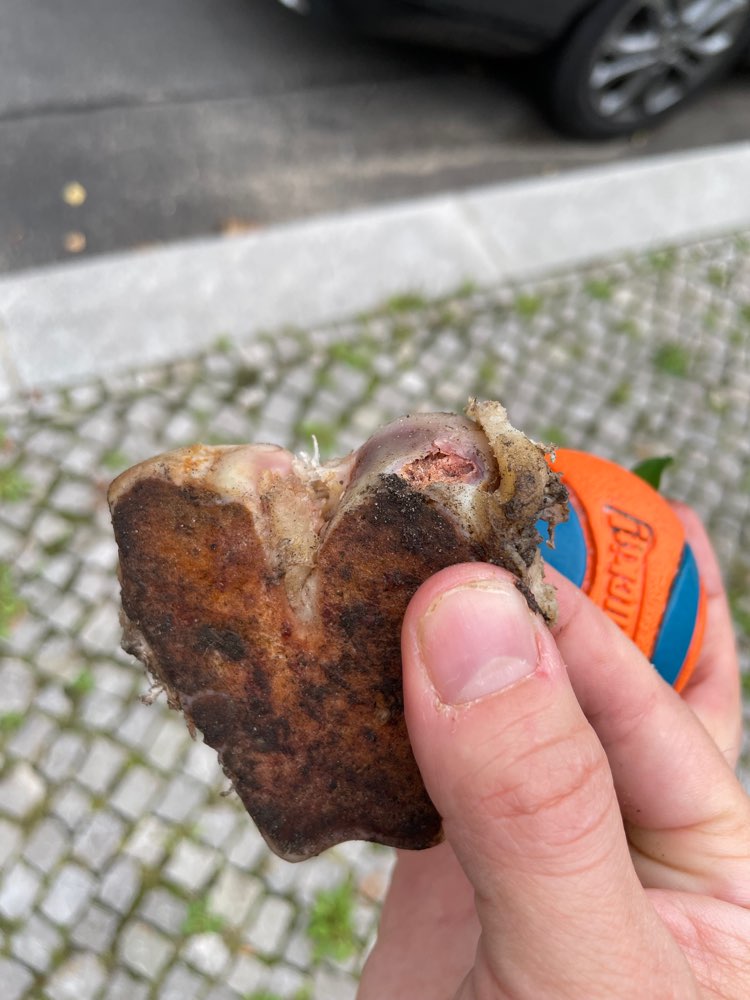 Giftköder-Orange gefärbtes Knochenstück-Profilbild