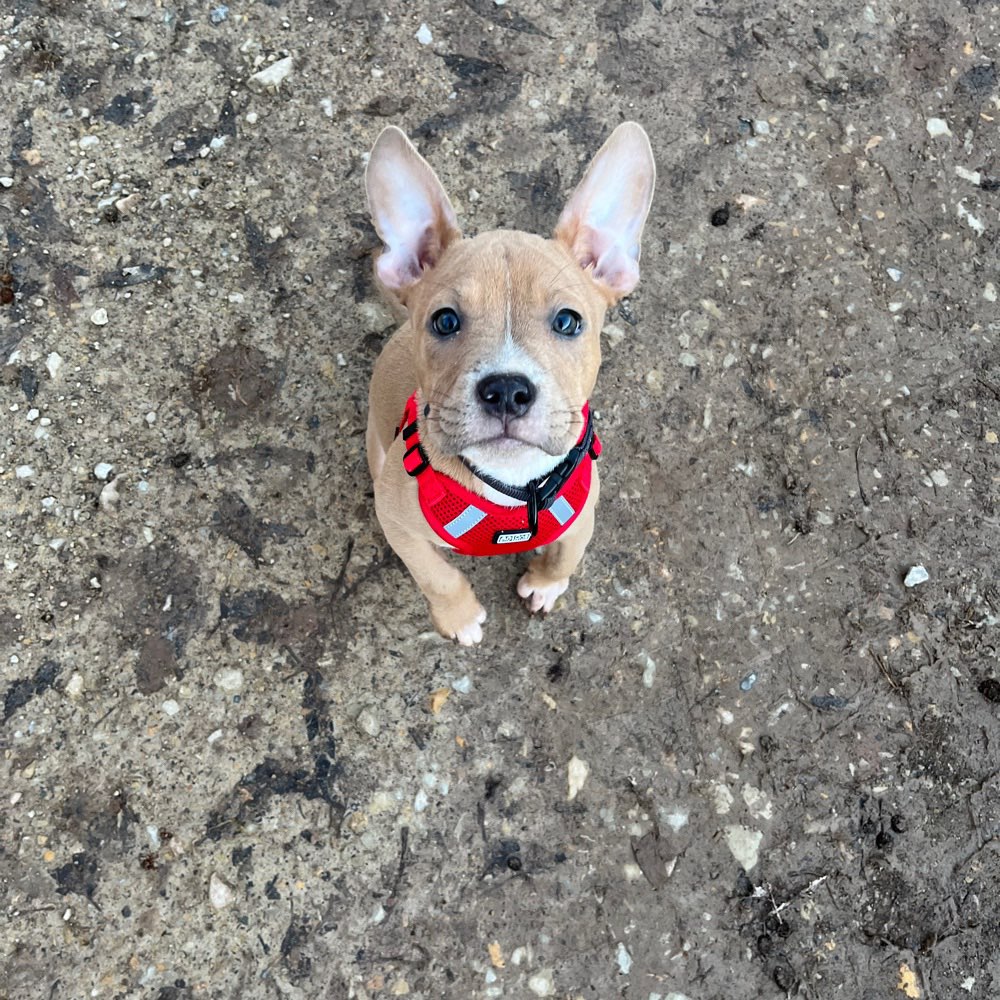 Hundetreffen-Playdates gesucht-Profilbild