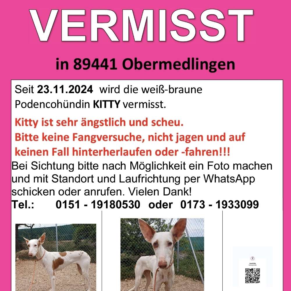 Suchmeldung-Kitty-Profilbild