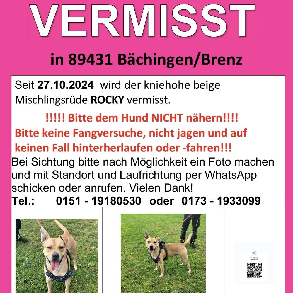 Suchmeldung-Rocky-Profilbild